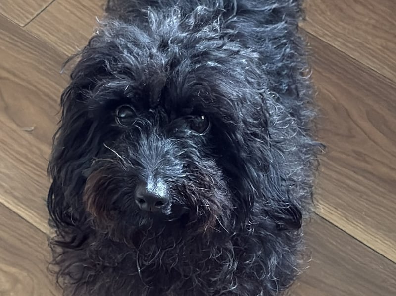 Created by crossing a Poodle with a Yorkshire Terrier, the Yorkiepoo is a tiny dog with a big personality. Ideal for owners who live in a flat, they don't need much space and rarely bark.