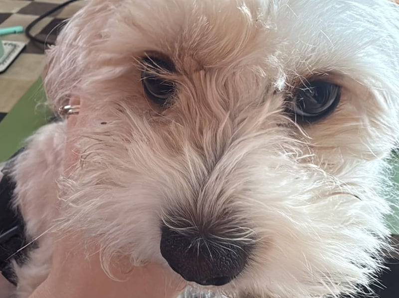 A cross between the Poodle and the Cavalier King Charles Spaniel, Cavapoos have become increasingly popular since they started being deliberately bred in the 1990s. The result is a very cute hypoallergenic lap dog.
