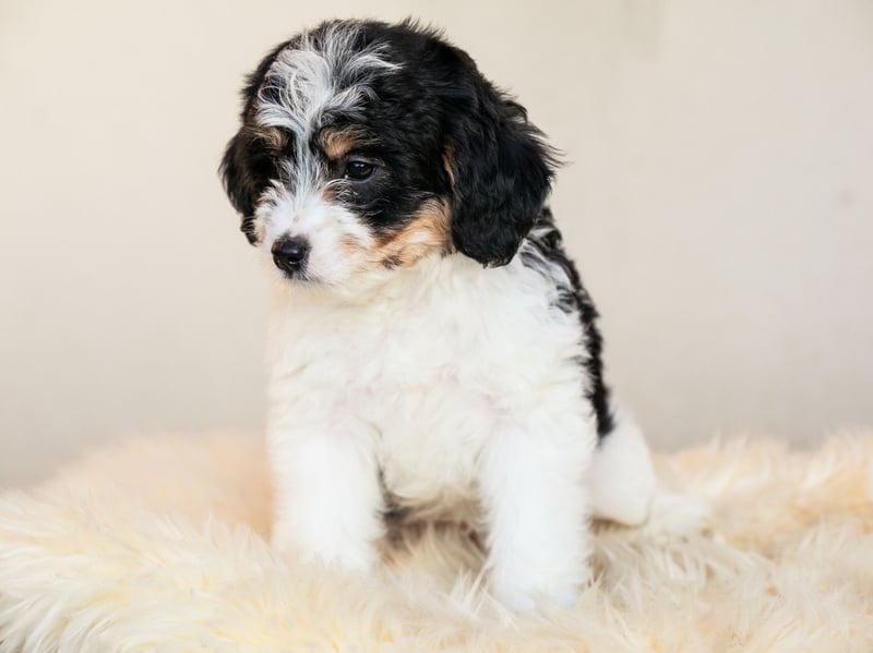 Known for their sociability and loveable goofiness, the Bernedoodle is mix of Poodle and Bernese Mountain Dog. The Standard Poodle is most commonly used, but a Miniature Poodle can be substituted to create a smaller dog.