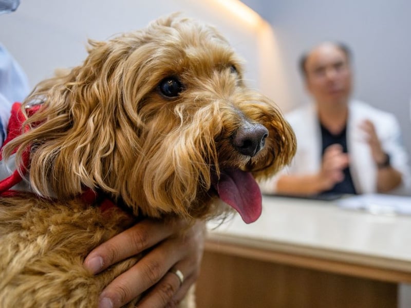 One of the larger crossbreeds, the Goldendoodle is a mix of Poodle and Golden Retriever and can be one of three different sizes - depending on whether the parent is a Standard, Miniature or Toy Poodle. Combining two of the most intelligent dog breeds, some Goldendoodles are used as service dogs.