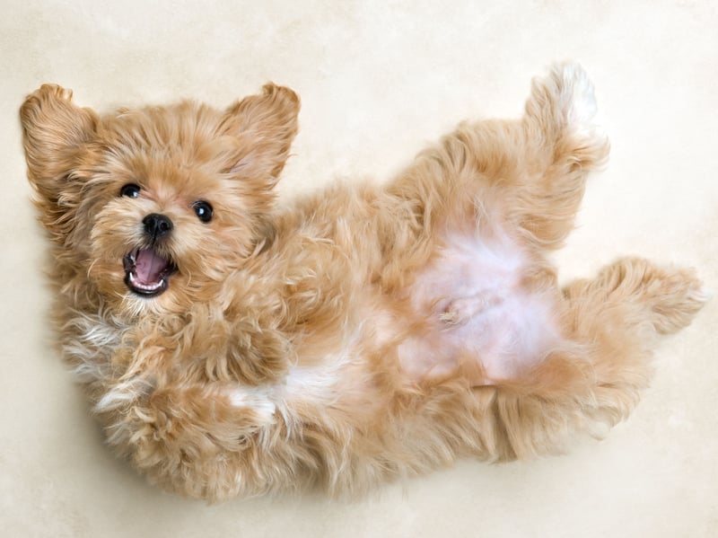 The Maltipoo is a mix of Poodle and Maltese, creating a gentle, sweet-natured, playful and highly-intelligent dog. Depending on which parent it takes after, the Maltipoo can have either a curly or wavy coat.