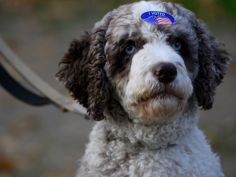 Combining two of the most popular dog breeds in the UK - the Poodle and the Labrador - the Labradoodle has the Labrador Retriever's winning personality and the Poodle's hypoallergenic coat. Labradoodles have been around since the 1950s but only recently became popular - particularly with families.