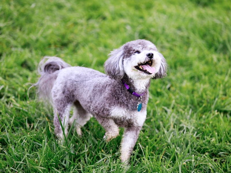 It's hard to think of a more adorably-named small crossbreed than the Schnoodle - a mix of a Poodle and a Miniature Schnauzer.