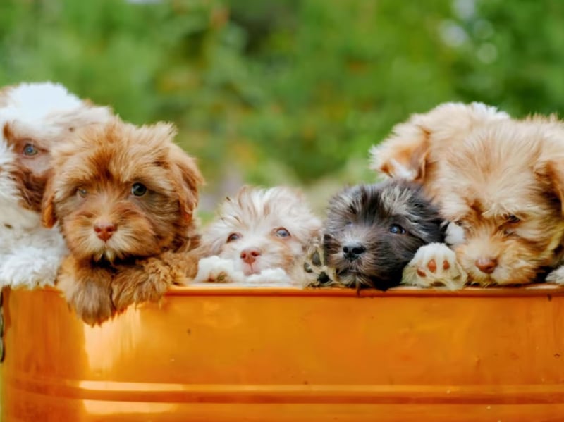 Created by mixing two perfect companion dogs - the Miniature Poodle and the Shih Tzu - the Shihpoo is an affectionate crossbreed that makes a surprisingly good guard dog.