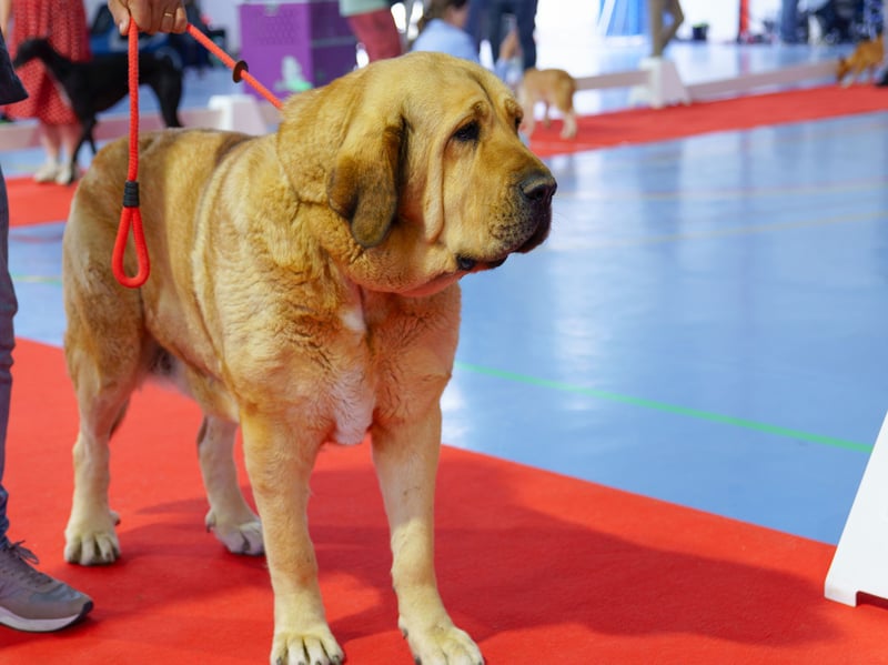 You can expect to pay an average monthly insurance premium of £14.76 for a Spanish Mastiff dog. These powerful beasts were used by Spanish shepherds to protect thier flocks from wolves and other predators.