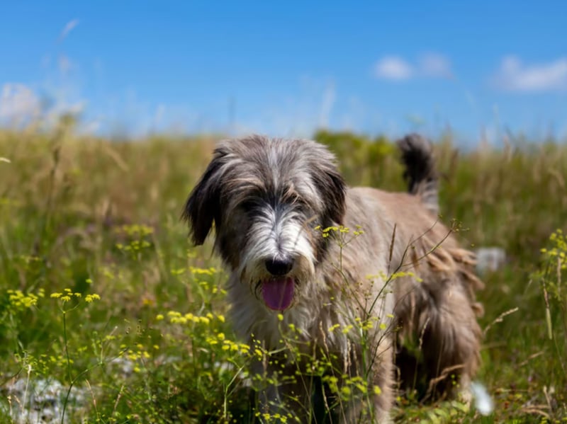Completing our list, with average monthly insurance premiums of £14.76 is Romanian Mioritic Shepherd Dog - the joint ninth most expensive bred of pup to insure. It's another dog bred to protect livestock - this time in the Carpathian Mountains of Romania.