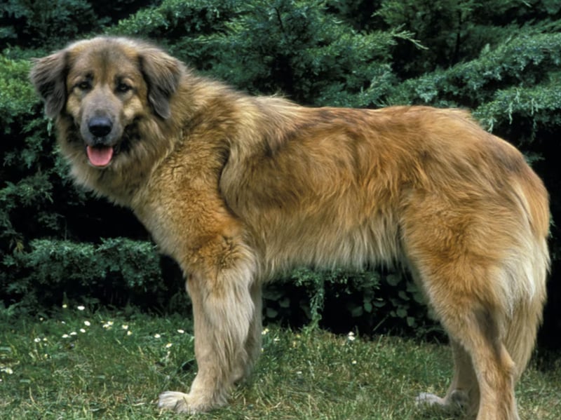 Continuing the theme of dogs bred at altitude costing most to insure is the Estrela Mountain Dog, which as an average monthly premium of £14.79. One of the oldest dog breeds from the Iberian Peninsula, they were first bred in Portugal as guard dogs.