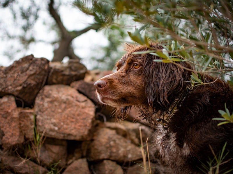 Also with an average monthly insurance premium of £14.87, is the Small Munsterlander. Another 'pointing' dog from the same area of Germany as the Large Munsterlander, the two breeds are actually pretty distinct and do not share common direct descendants.