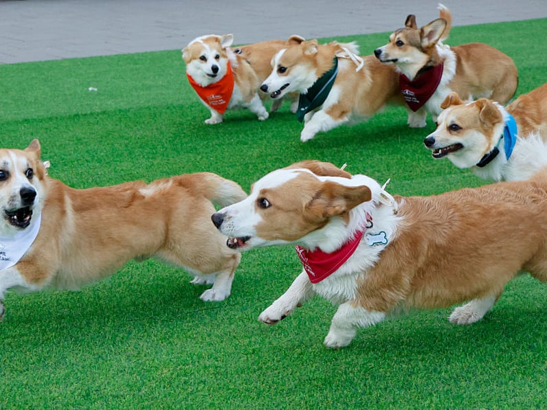 Showing that large breeds aren't the only ones with higher premiums, the Pembroke Welsh Corgi completes the five most expensive dog breeds, with a average monthly premium of £15.02. Famously a favourite of the late Queen Elizabeth II, these dogs were used to held cattle and have a name that literally means 'dwarf dog'.