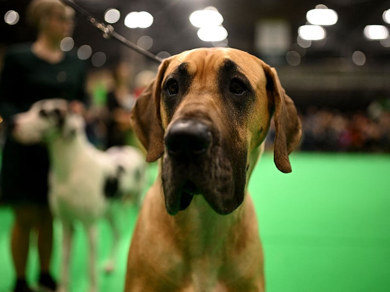 Taking the final podium spot when it comes to the most expensive dogs to insure is the Great Dane - costing an average of £15.58 per month in premiums. One of the world's two largest breeds of dog (along with the Irish Wolfhound), the Great Dane is a german breed descended from dogs that were used to hunt bears, wild boar, and deer.