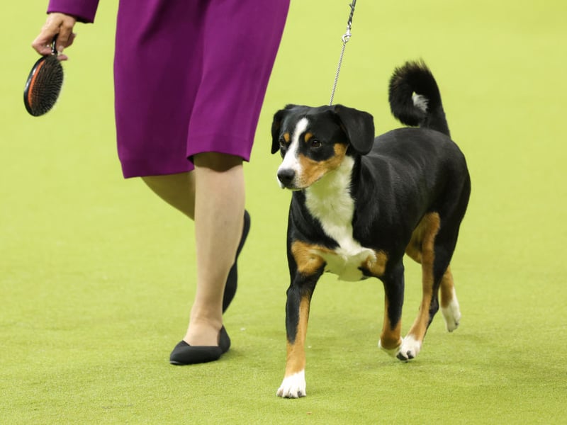It costs an average of £15.04 per month to insure a lively Entlebucher Mountain Dog. Like the Bernese Mountain Dog, this is a type of Swiss Montain Dog that was used to herd and guard cattle in the Swiss Alps more commonly now just kept as a family pet. They are also knows as the Entlebucher Sennenhund or Entelbucher Cattle Dog.