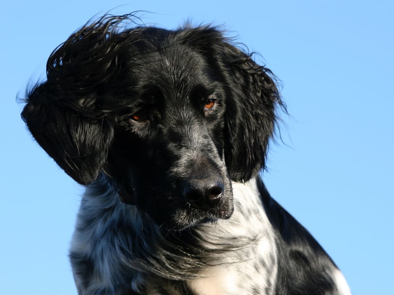 The Large Munsterlander costs an average of £14.87 to insure each month. This dog was only recognised as a disinct breed by the UK Kennel Club in 1971. It was bred to 'point' at and retrieve game.