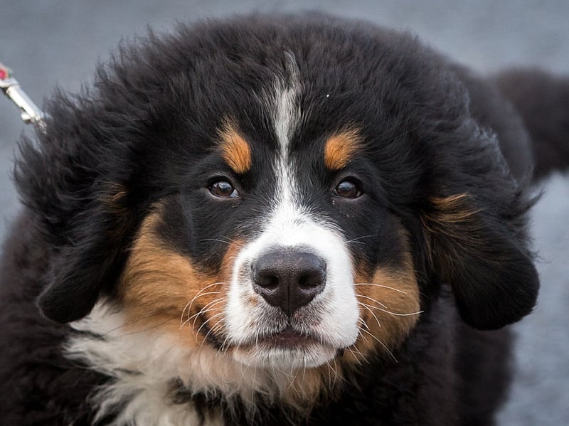 Bernese Mountain Dogs had the second highest premiums, coming in at £15.61 per month on average. These gentle giants originate in the Bern area of Switzerland and were used to pull carts before becoming adored companion pets. 