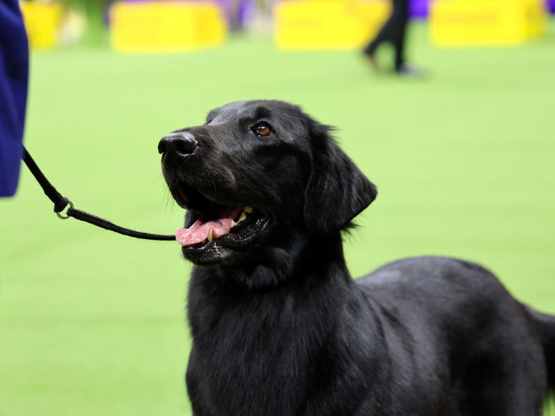 The stunning Flat-Coated Retriever had the greatest insurance costs in the study, with the average monthly premium for accident and illness cover reaching £16.03. These gun dogs were first bred in England to retrieve fallen game from both land and water.