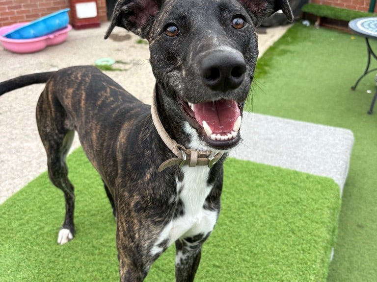 "Sid is an affectionate boy who has recently come into our care and is now looking for his forever home. He is a loving, happy boy with plenty of energy and absolutely loves his walks and toys. As he is going through his adolescent stage, he would benefit from a family who can continue his training, particularly with lead walking and helping him manage his excitement. He would suit an active home and could live with older teens. He would be best as the only dog in the home but would benefit from slow introductions and socialisation with other dogs overtime."
- https://www.thornberryanimalsanctuary.org/animals/sid/
