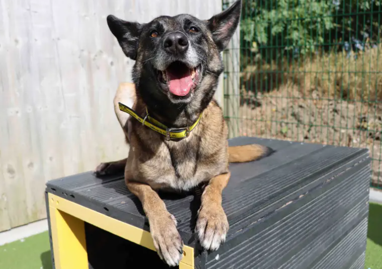 Beautiful Maggie is ready to enjoy the luxuries of home and family life. Her new family will need to be around most of the day initially to help her find her paws in the new environment. Any alone time and house training will need introducing. Maggie will be best suited to being the only dog in the home.