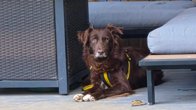 Teddy is looking for a calm and predictable household as Teddy thrives on routine, he must live with a steady and confident dog to help show him the ropes. This shy lad has led a very sheltered life so far and finds new people, environments and experiences quite scary so will need slow exposure to help build his confidence.