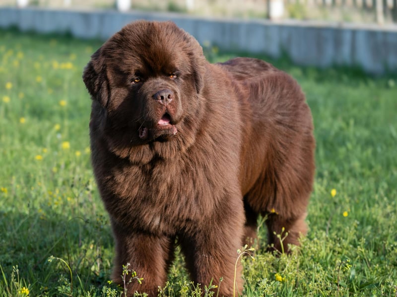 The enormous Newfoundland is known for giving its much-loved owners huge and slobbery kisses. Having one of these demonstative characters is like having a very cuddly bear around the house.