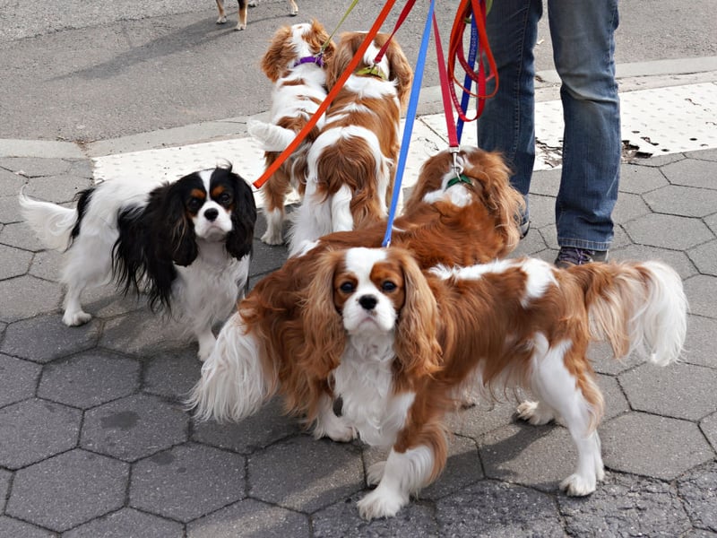 Good luck getting time alone when you have a Cavalier King Charles Spaniel. They'll pad around after you adoringly, tail a-wagging, gazing up at you with those big brown eyes that just say "cuddle me" (and "feed me").