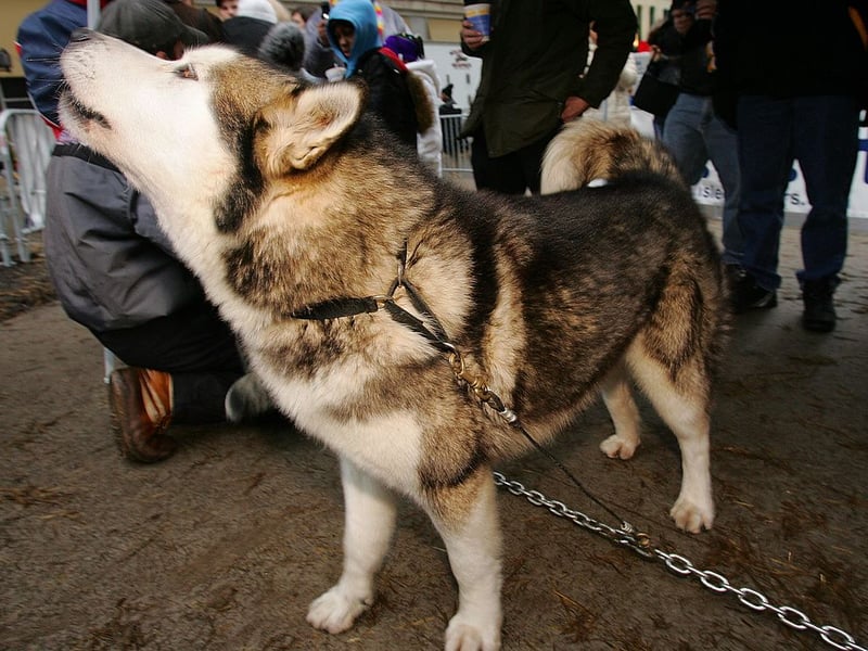 Bred to pull sleds huge distances over frozen tundra, the Alaskan Malamute has a strong work ethic and independent spirit that's not conducive to snuggling up on the sofa for an evening watching television.