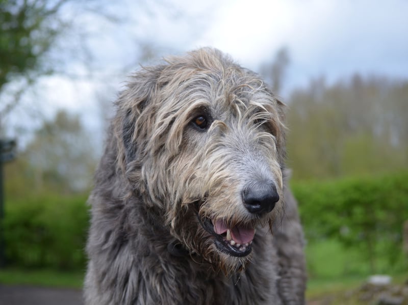 Despite their gentle nature, Irish Wolfhounds can be emotionally distant. The world's tallest dog is calm and tolerant but often indifferent to cuddles and pats. They tend to not cling to their owner, preferring calm companionship over touch.