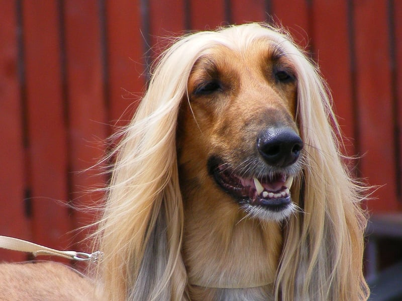 The Afghan Hound is one of the world's oldest breeds of dog - and also one of the most elegant. This is a dog that was bred to hunt though, and they are highly selective when it comes to who they offer affection to. Generally aloof, they will be completely disinterested in strangers and tend to create a bond with a single person who they will deign to tolerate.