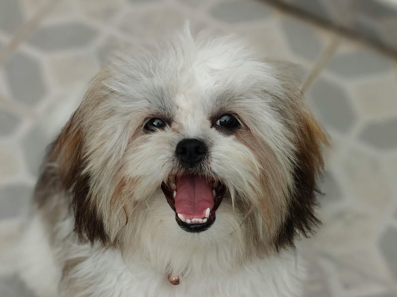 The first, but certainly not the last, lap dog on this list - these breeds have affection hard-wired into their DNA. The Shih Tzu was bred to keep the laps - and hands - of Chinese royalty warm. Little has changed, other than they are now equally happy to curl up with commoners.