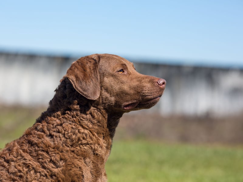 Despite being related to the incredibly gregarious Labrador Retriever and Golden Retriever, the Chesapeake Bay Retriever tends to keep itself to itself. It's a breed that makes for a perfect hunting companion but otherwise very much enjoys its own company.