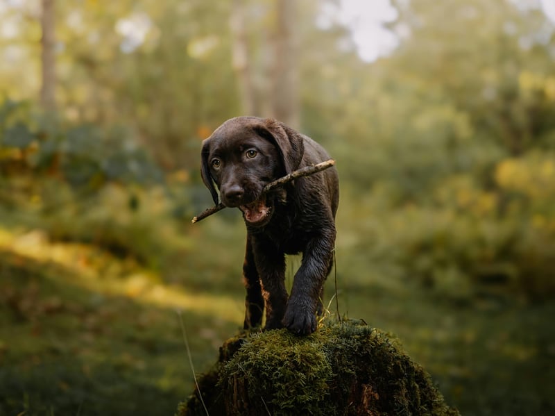 We're starting with the most affectionate dog breeds and one of the most obvious candidates. The Labrador Retriever is the UK's - and the world's - most popular dog. One of the many reasons for this is that they are tremendously affectionate towards their owner (and, often, complete strangers). Even if they are not in full-on cuddle mode they'll want to be touching you, even if it's just their paw on your leg.