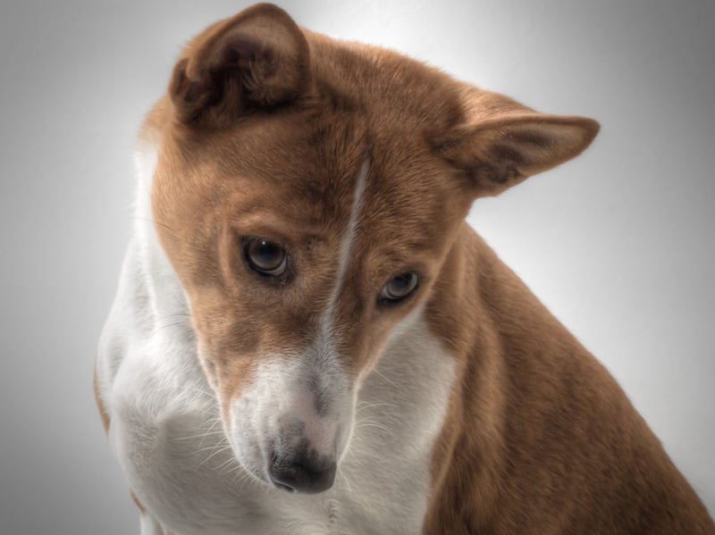 It's fair to say that the Basenji is a very unusual breed of dog. As well as not being particularly affectionate to its owners and completely ignoring strangers, it is also the only dog that doesn't bark - instead making an odd yodelling sound.