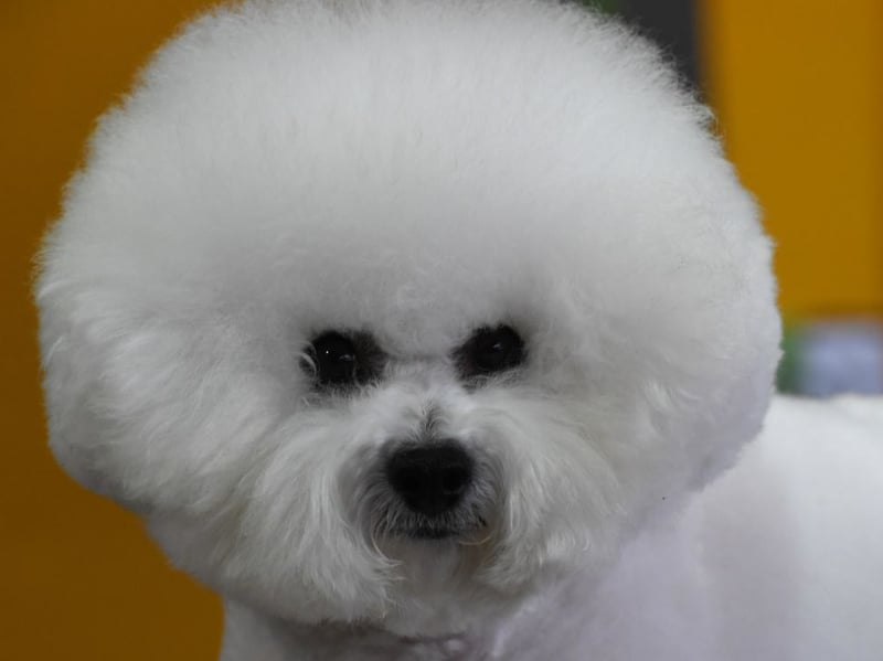 The cloud-like Bichon Frise's absolutely favourite spot is on your lap, shortly followed by being curled up at the end of your bed. Their sweet nature means they are guaranteed to get on well with pretty much anybody, but will reserve a special amount of love for their family.