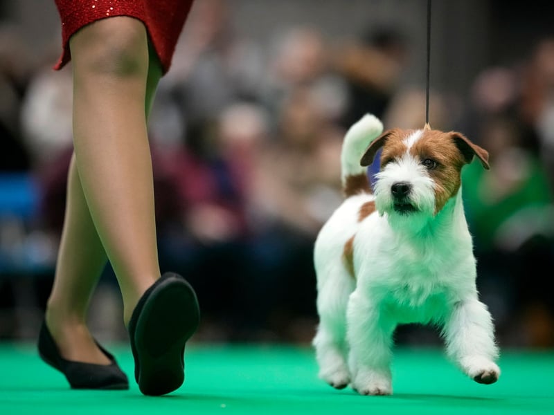 Jack Russell Terriers show their overwhelming affection for their human family in three different ways - by diligently following around at their heel, by snuggling in whenever physically possible, and by being protective when it comes to strangers. This can lead to barks and nips - they are not dogs who transfer affection to others.