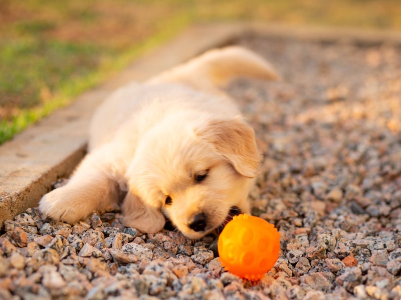 What's true of the Labrador Retriever tends to also hold for their close cousin the Golden Retriever, and that's certainly the case when it comes to huge reservoirs of affection. Plus, due to their longer hair they are arguably even more snuggly.