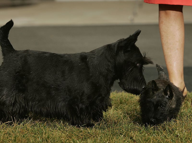 The Scottish Terrier, more commonly known as the Scottie Dog, is often very affectionate as a puppy. As they get older they tend to become increasingly independent, growing out of cuddles with their human family. 