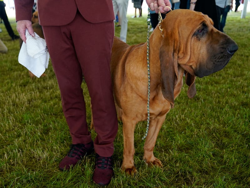 Another dedicated working dog, the Bloodhound has been bred to track animals or humans using its highly-developed sense of smell. This work ethic can mean that they can appear distant from their families, while a stubborn streak a mile long means they won't do anything they don't want to - including enjoying a pat.