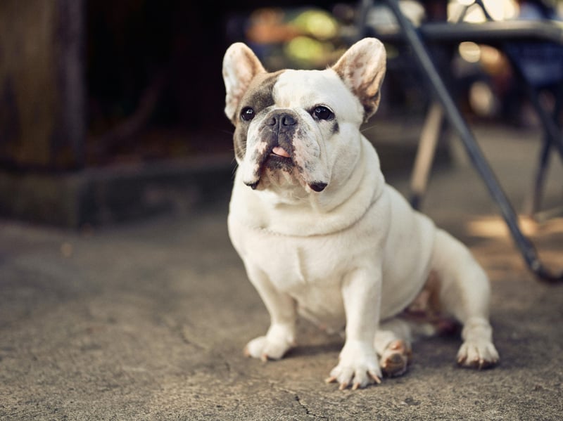 French Bulldogs aren't fussy about where they snuggle up for their frequent naps - your bed, their bed, the couch, a pile of disguarded clothes. Their absolute favourite is on top of their owner - and they won't care if you are trying to work from home.