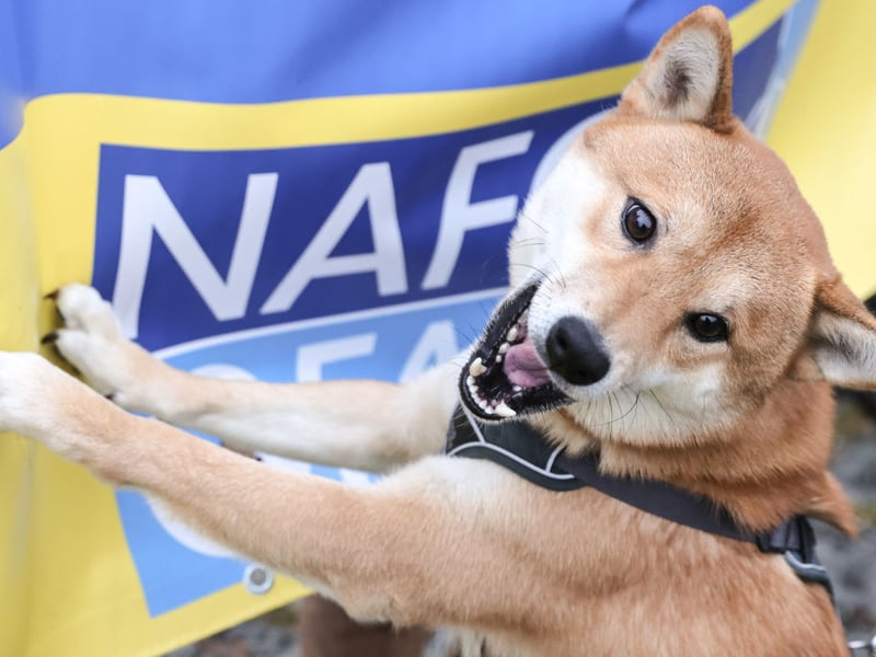 The Shiba Inu, a breed originally from Japan, can occasionally be affectionate but only when they really, really want to be. They are often happier spending time alone.