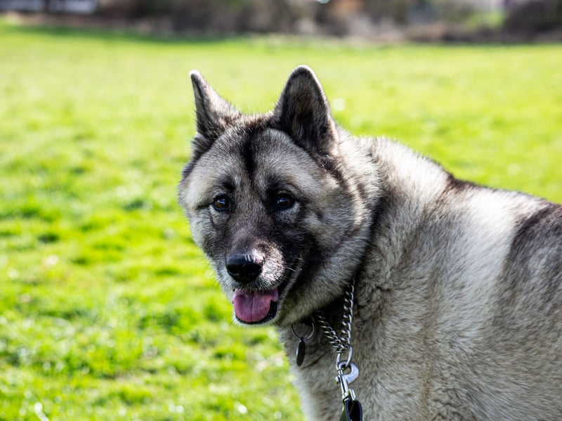 Bred for hunting and guarding, Elkhounds are alert and independent. They may enjoy family time but aren’t big on cuddles. They often choose distance over closeness in the home.