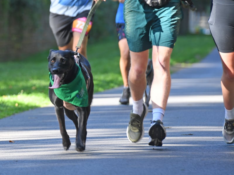 Canicross permits one dog per runner.