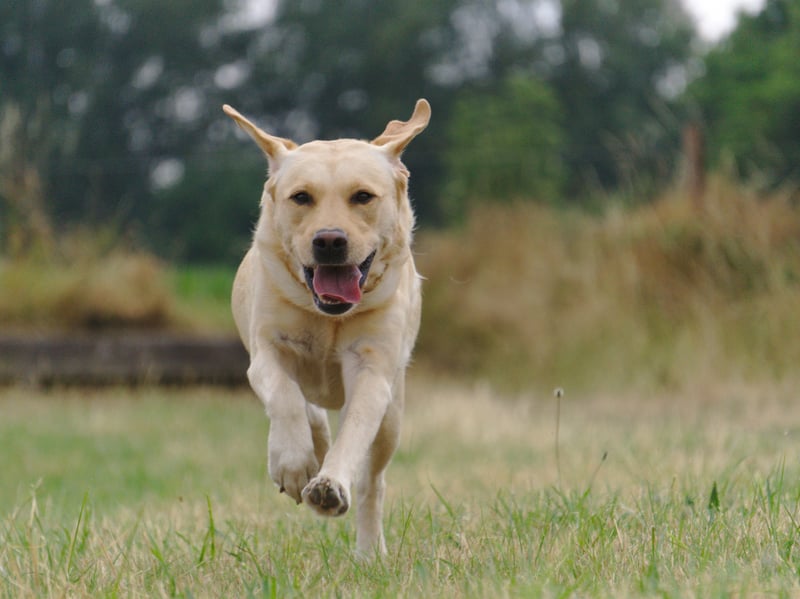 One of the reasons that the Labrador is the world's most popular dog is its lack of aggression. Vigorous licking of faces is the main thing to look out for with this good natured breed.