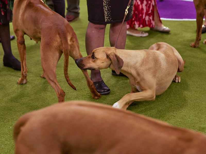 Originally bred to protect cattle from lions in their native Africa, it's perhaps not surprising that the Rhodesian Ridgeback still retains an aggressive streak. They are another breed particularly likely to show aggression towards people they don't know.