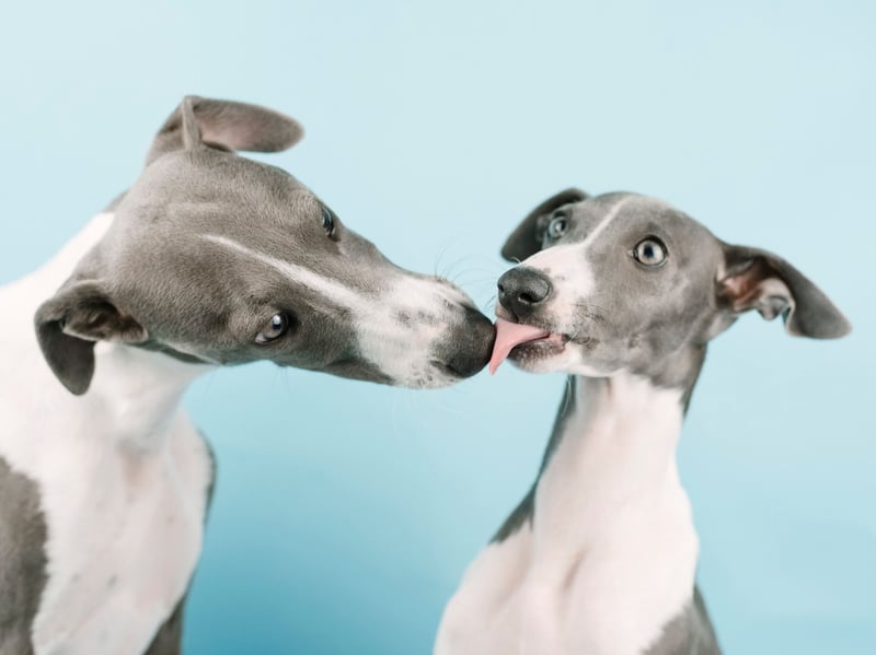 Any energy the Whippet has will be reserved for zooming around the park at high speed - with very little left for anything approaching aggression. When they are done with exercising they are equally happy snoozing on the sofa.