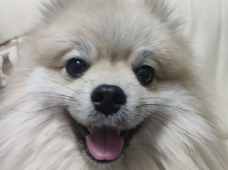 The German Spitz may look like fluffy balls of fun, but these pups have a reputation of being highly suspicious of strangers - both human and canine. They can be highly reactive, lashing out when nervous.