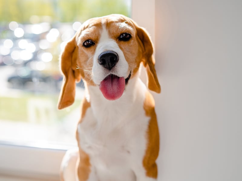 They can often be mischievous, noisy and boisterous - even thoroughly badly behaved - but the Beagle is rarely aggressively.