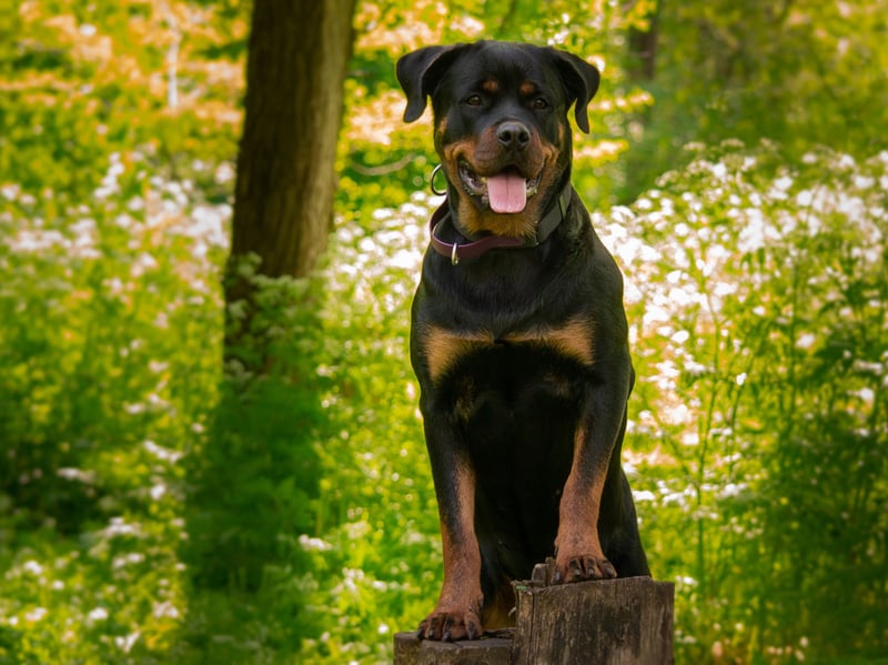 While the Rottweiler's reputation for uncontrolled aggression is slightly unfair, it is a breed of dog that has the potential to be aggressive. The dog's upbringing is key - a well-trained Rottweiler with an experienced owner can be a placid and loving dog, but this isn't a breed for novices.