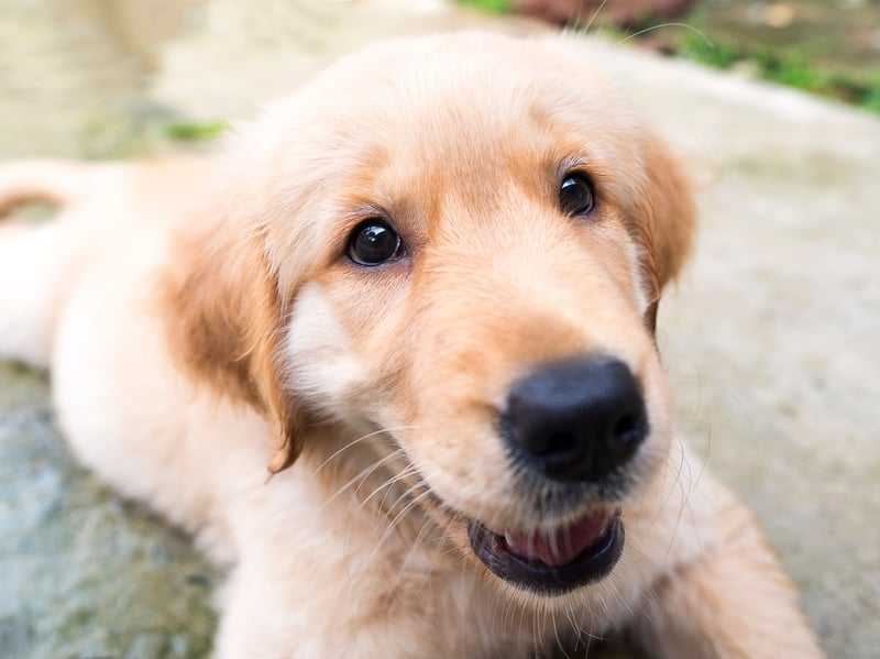 What's true of the Labrador Retriever is also usually true of close cousin the Golden Retriever. That's certainly true when it comes to levels of aggression. Other than enjoying a nibble of their owners when teething, this is a dog whose main emotion is love and devotion. 