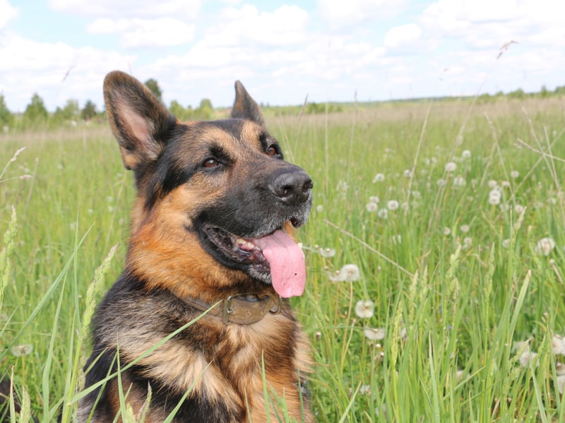 Aggression isn't always a bad thing in a dog - the German Shepherd's temperament means that it excels as a forces dog, police dog and guard dog. While it's not a dog to get on the wrong side of, if the aggression is channelled in the right way it can be a great pet that is sure to protect its beloved family. 