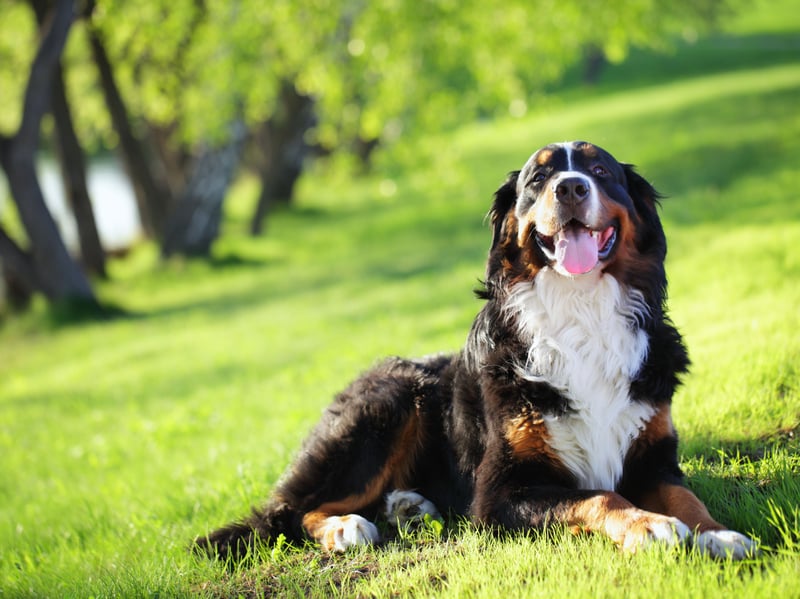 It would be a pretty big problem if the enormous Bernese Mountain Dog was an aggressive breed - thankfully they are another breed of monumental dog who are gentle giants. They are particularly gentle with children and make wonderful family pets - as long as you have enough room and enough cash to pay for all that food!