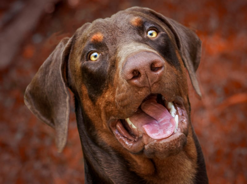 We're starting with the dogs that are most likely to show signs of aggression and first up is the Dobermann. These proud pups are usually fiercely loyal to their owners but that can also result in signs of aggression to strangers. Early socialisation is a must with this muscular breed. 