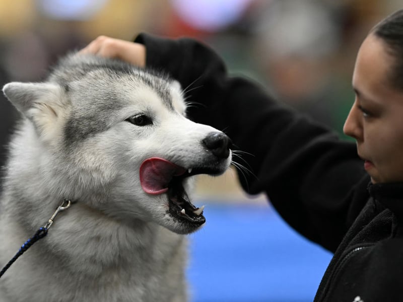 The Siberian Husky has been bred to pull sleds over miles of frozen tundra. If they aren't kept busy then their excess energy can spill over into aggression. In short, this isn't the dog for you if you don't have plenty of time to exercise them and keep them mentally stimulated.